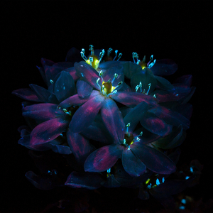 胡秀英一夜高潮10次
